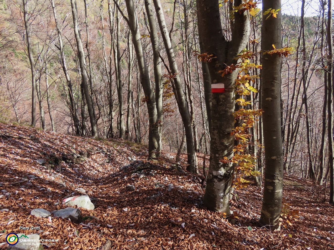 10 Sul sent. 234 colorato d'autunno.JPG